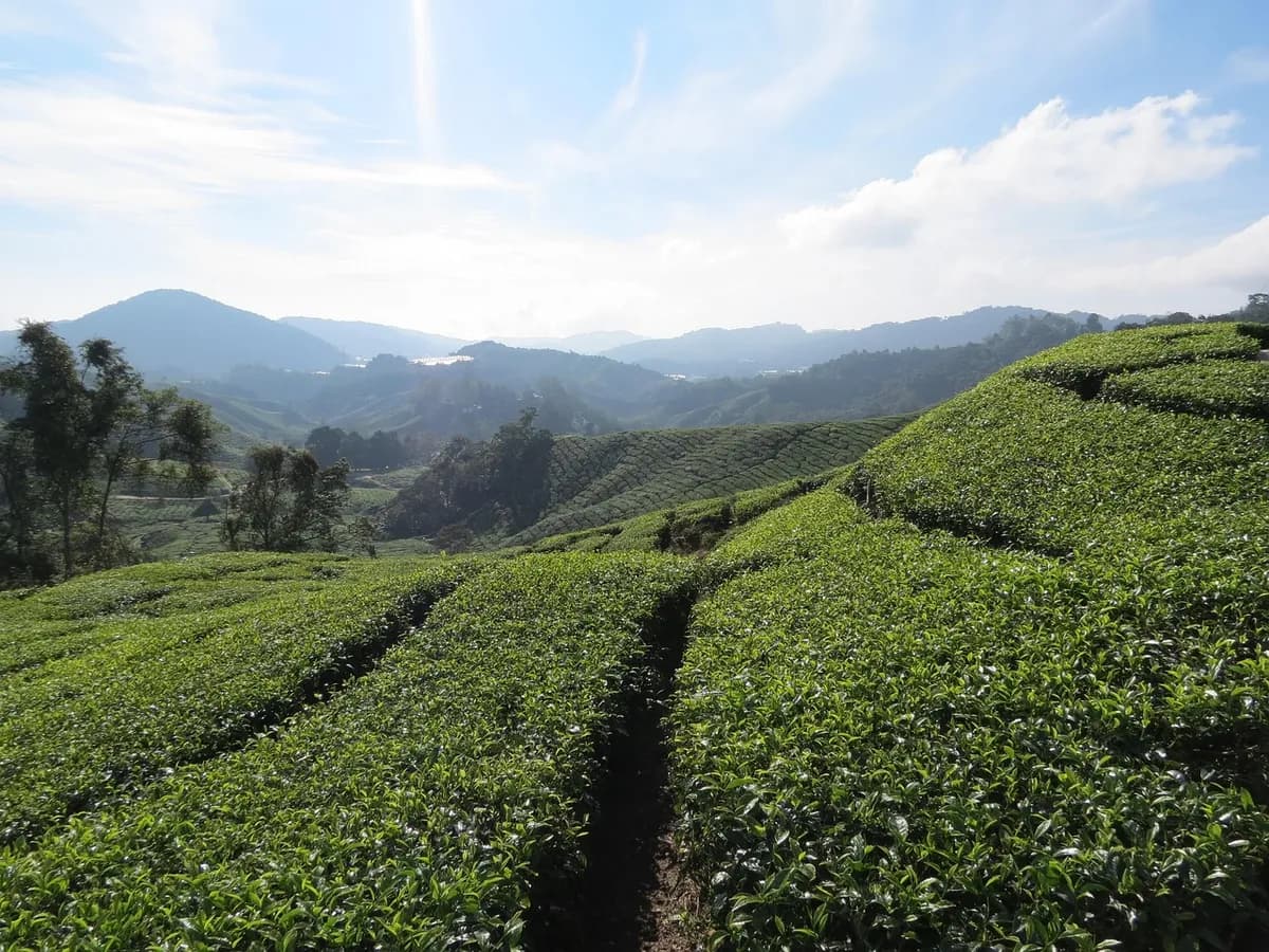 tea plantation, malaysia, cameron highlands, tea, mountains, agriculture, landscape, slopes, nature, tourism, tea plantation, tea plantation, cameron highlands, cameron highlands, cameron highlan