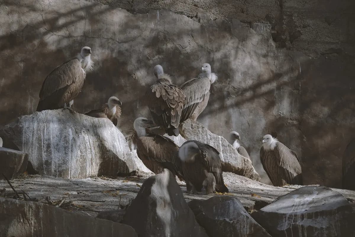 armenia, yerevan, animal, zoo, travel, nature, tourism, vulture, gray travel