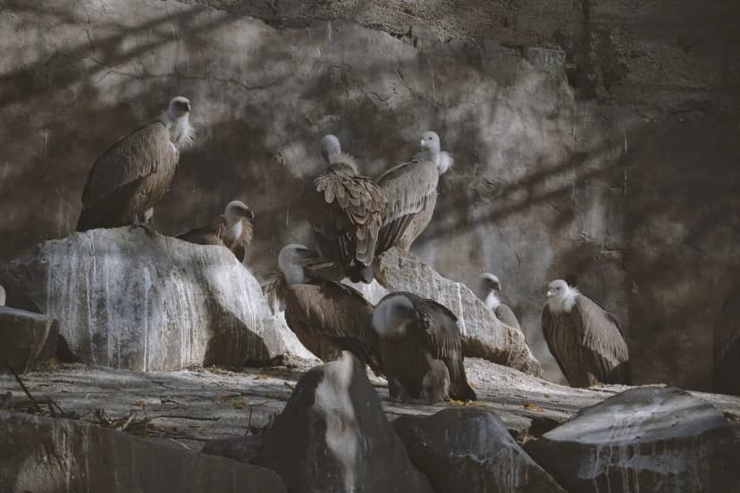 armenia, yerevan, animal, zoo, travel, nature, tourism, vulture, gray travel