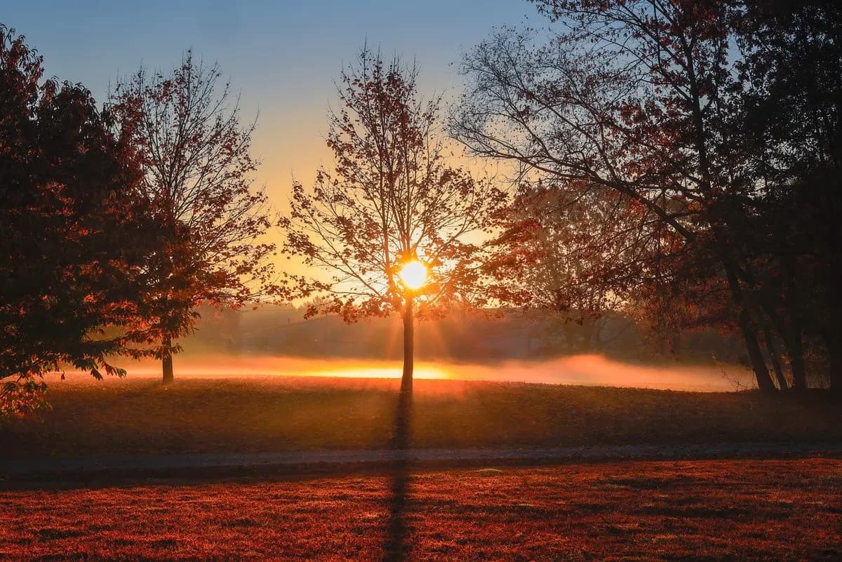 trees, mac wallpaper, wallpaper 4k, free background, beautiful nature, nature background, laptop wallpaper, sunset, hd wallpaper, cool backgrounds, sunrise, windows wallpaper, desktop backgrounds