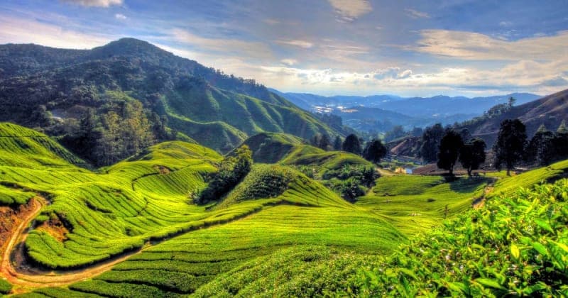 Tourism in Cameron Highlands